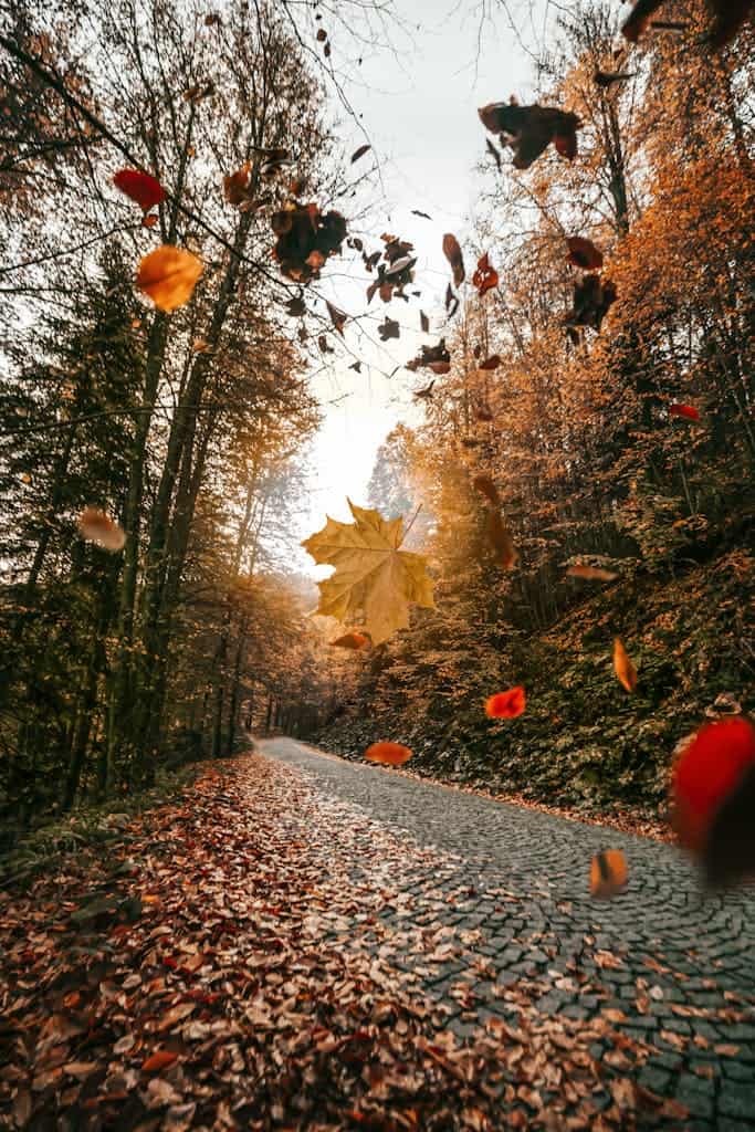 Explore a tranquil autumn forest scene featuring vibrant falling leaves along a deserted cobblestone road.